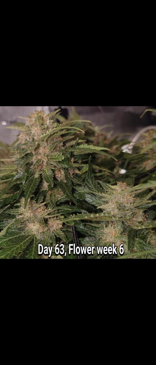 Grown in NarNia 2. Week 9