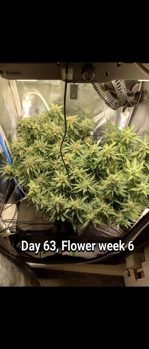 Grown in NarNia 2. Week 9