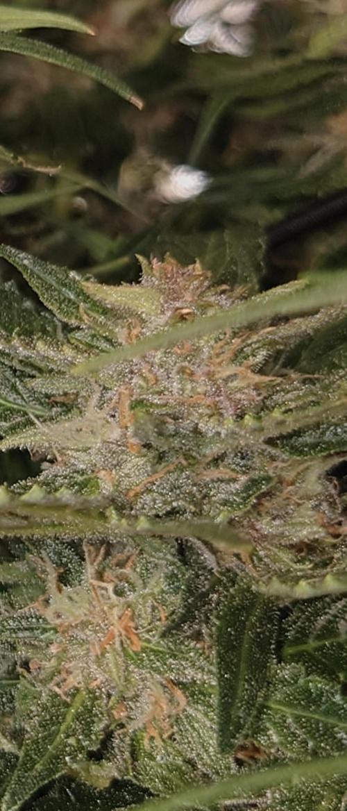 Grown in NarNia 2. Week 9