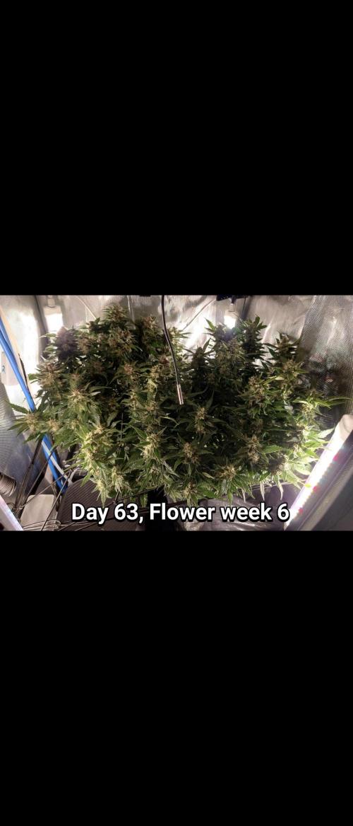 Grown in NarNia 2. Week 9