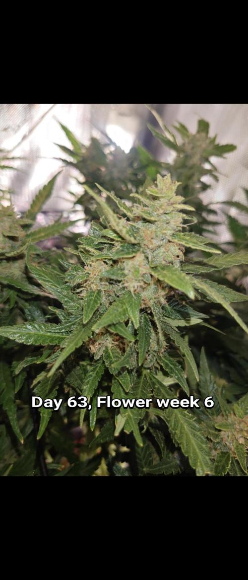 Grown in NarNia 2. Week 9