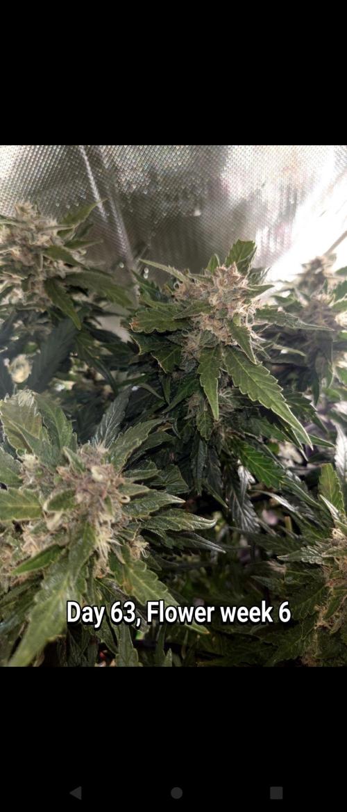 Grown in NarNia 2. Week 9