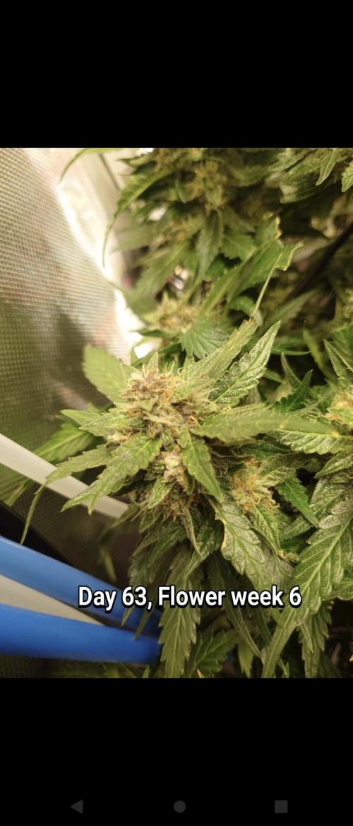 Grown in NarNia 2. Week 9