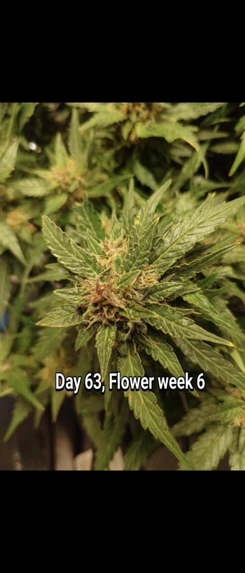 Grown in NarNia 2. Week 9