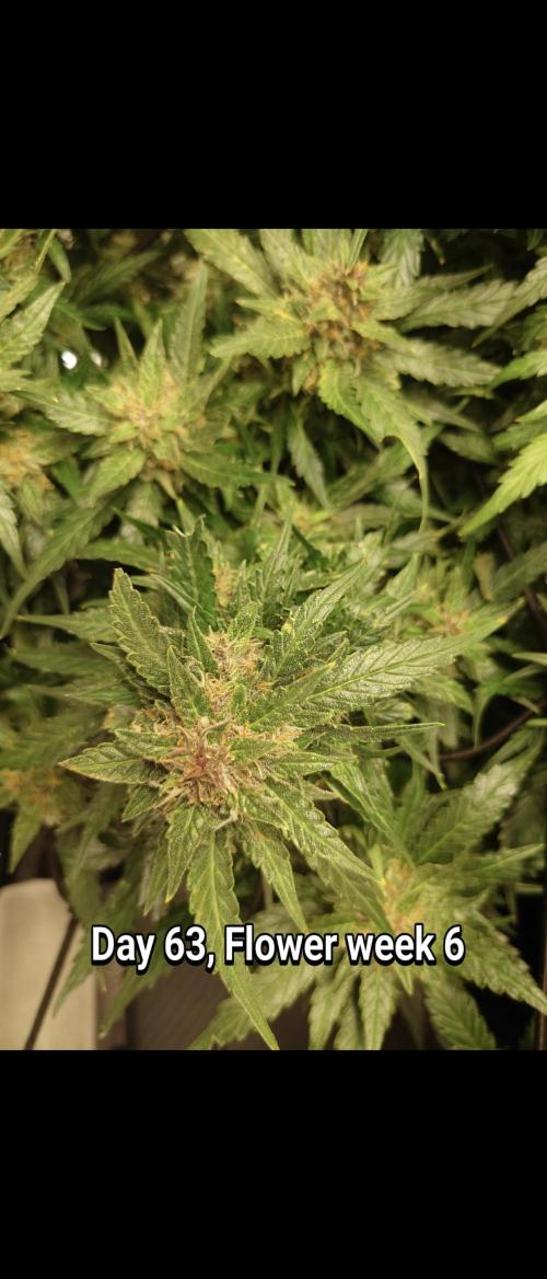 Grown in NarNia 2. Week 9