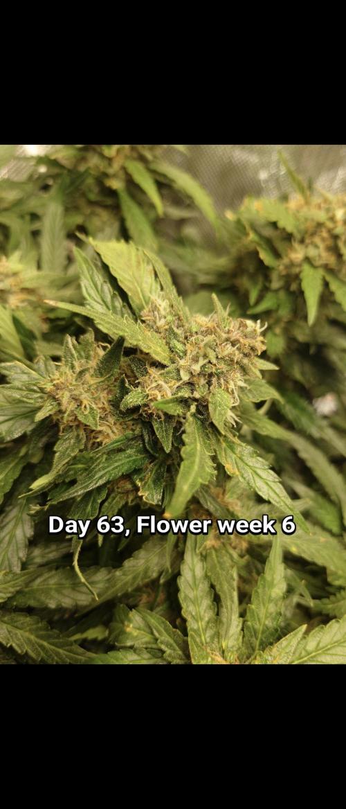 Grown in NarNia 2. Week 9