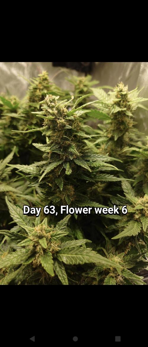 Grown in NarNia 2. Week 9