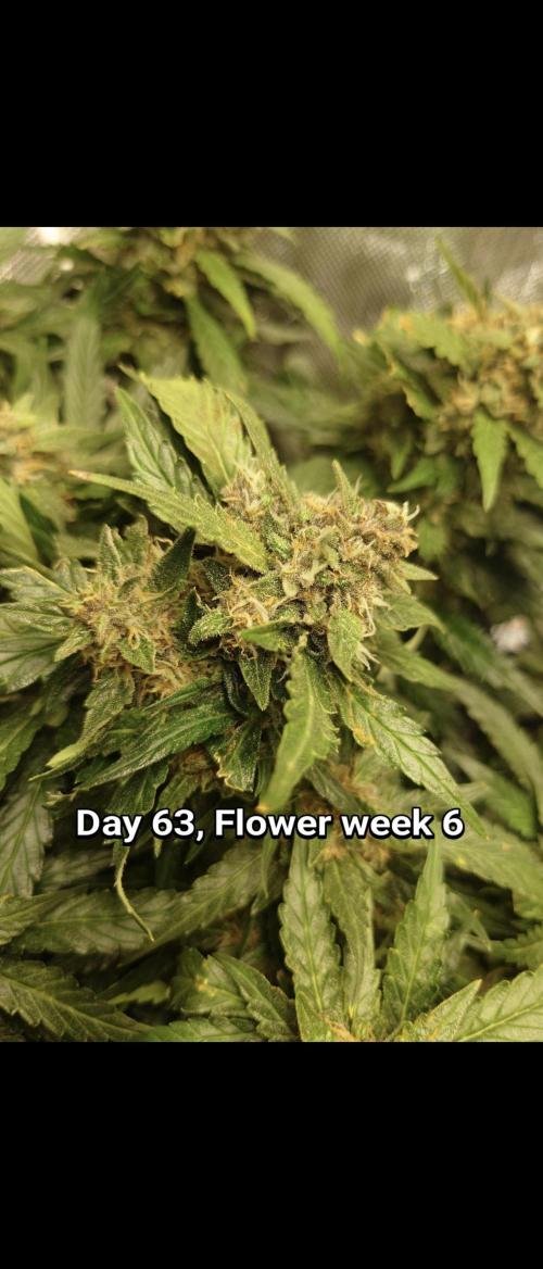 Grown in NarNia 2. Week 9