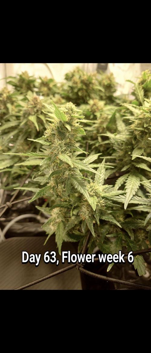 Grown in NarNia 2. Week 9