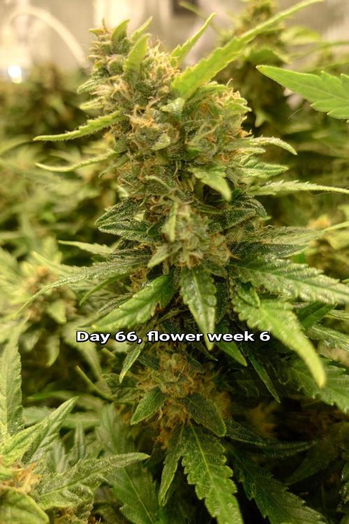 Grown in NarNia 2. Week 9