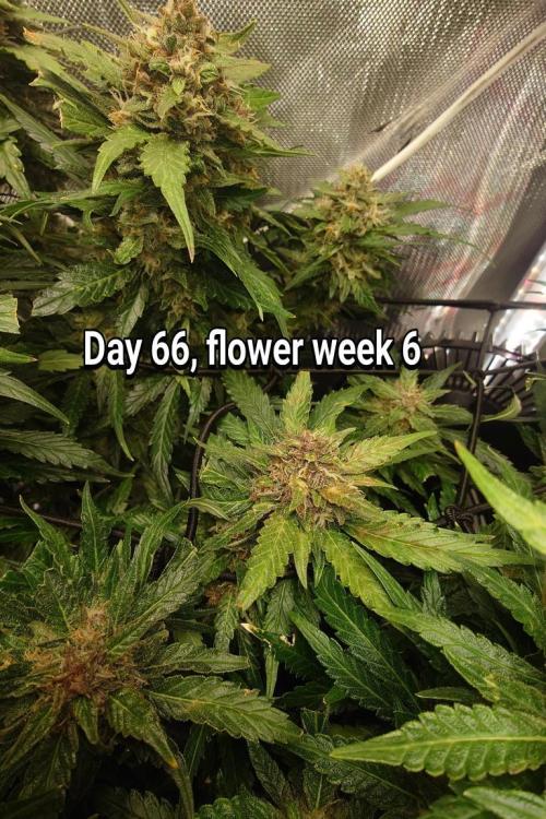 Grown in NarNia 2. Week 9