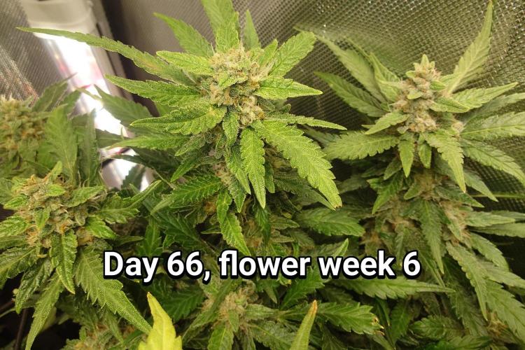 Grown in NarNia 2. Week 9