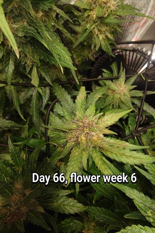 Grown in NarNia 2. Week 9