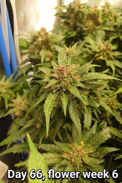 Grown in NarNia 2. Week 9