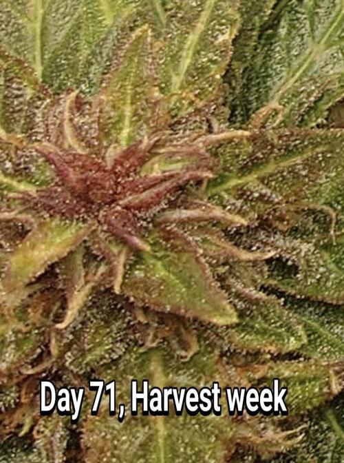 Grown in NarNia 2. Week 10