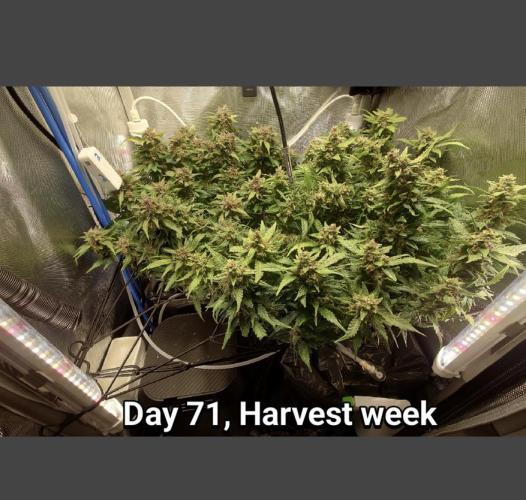 Grown in NarNia 2. Week 10