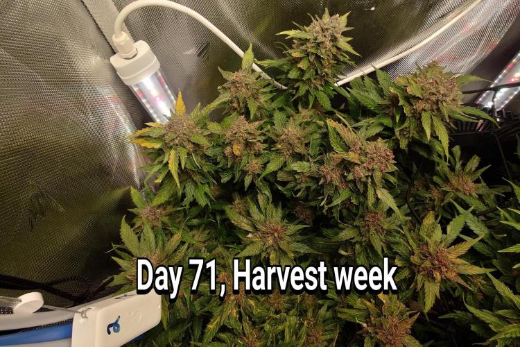 Grown in NarNia 2. Week 10