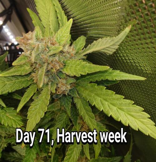 Grown in NarNia 2. Week 10