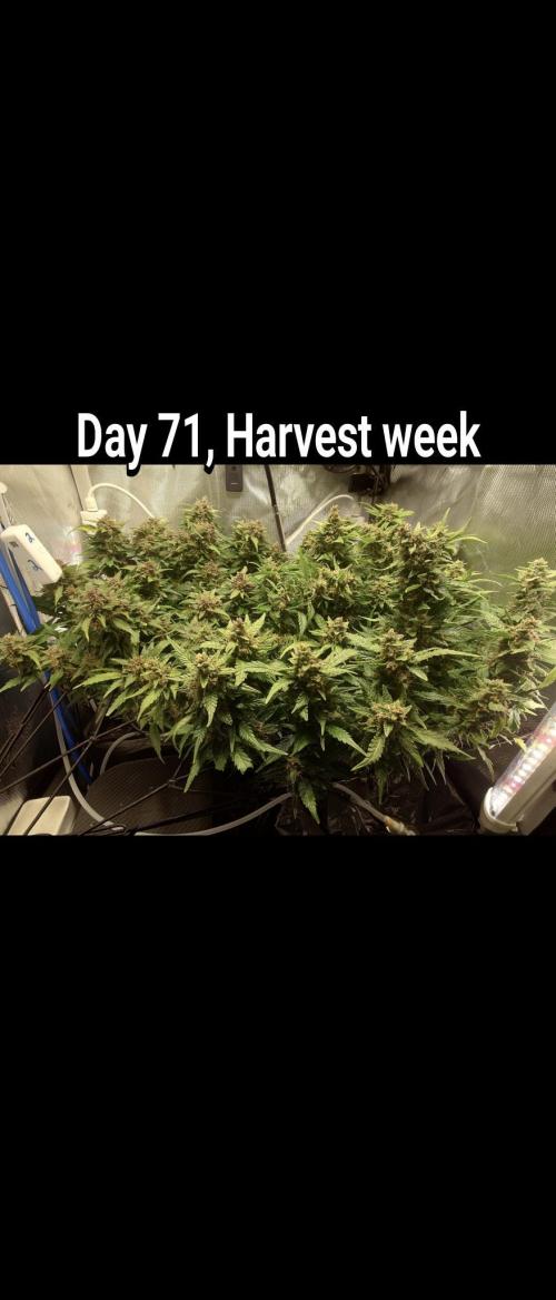 Grown in NarNia 2. Week 10
