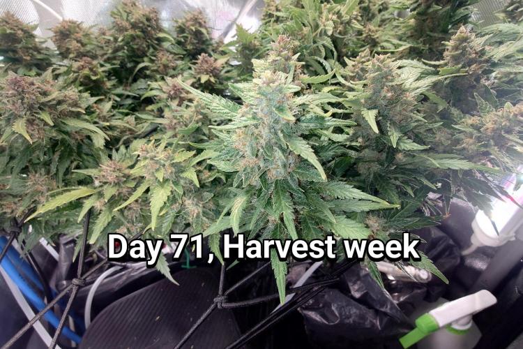Grown in NarNia 2. Week 10