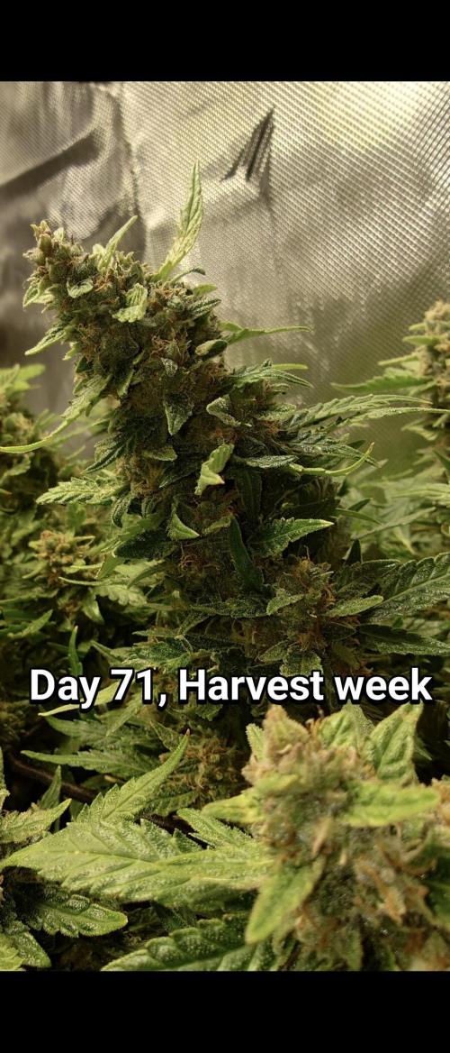 Grown in NarNia 2. Week 10