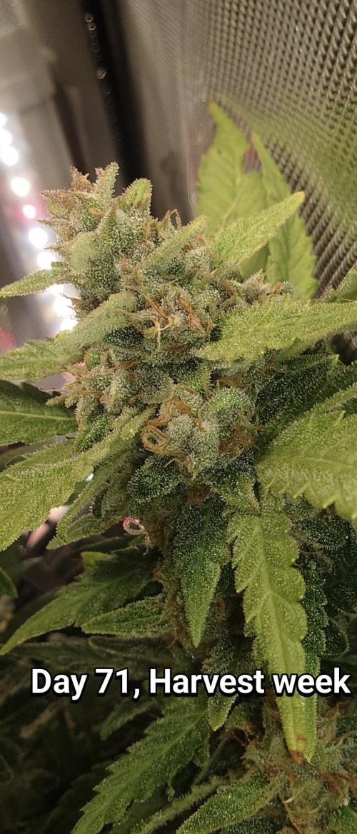 Grown in NarNia 2. Week 10