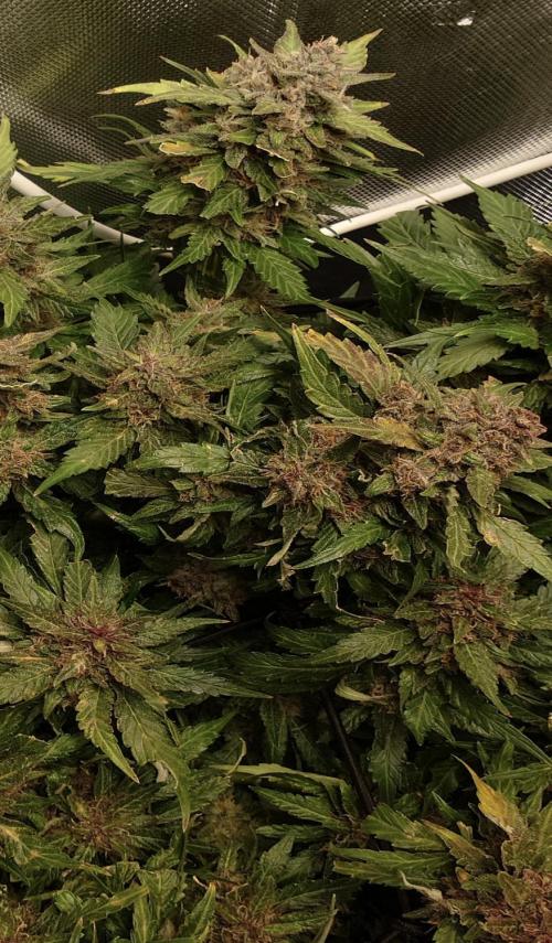 Grown in NarNia 2. Week 10