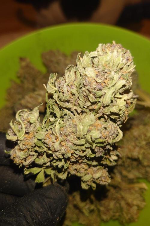 Grown in NarNia 2. Week 11