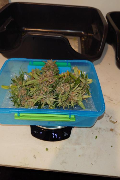 Grown in NarNia 2. Week 11