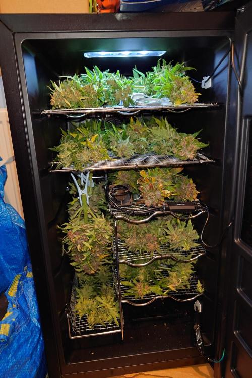 Grown in NarNia 2. Week 11