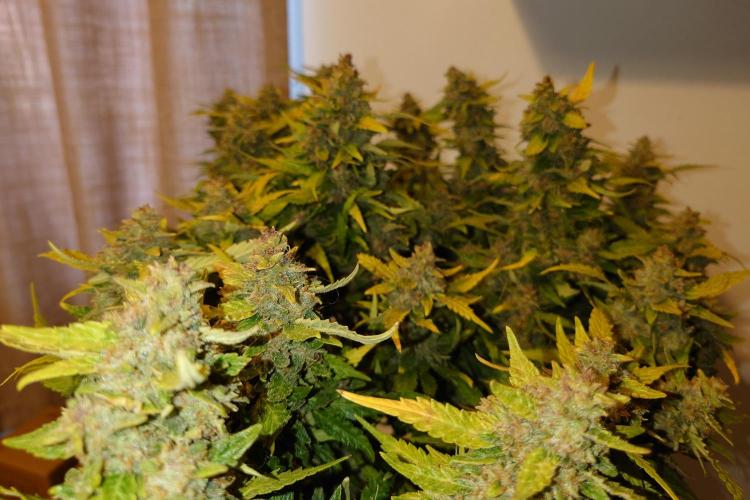 Grown in NarNia 2. Week 11