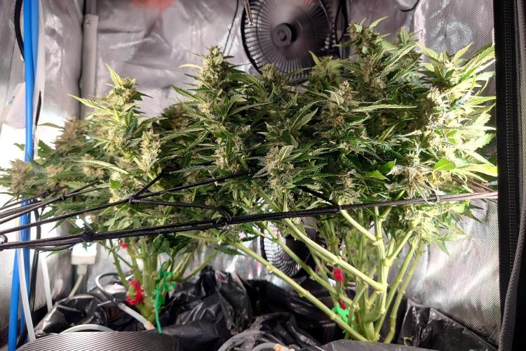 Grown in NarNia 2. Week 11