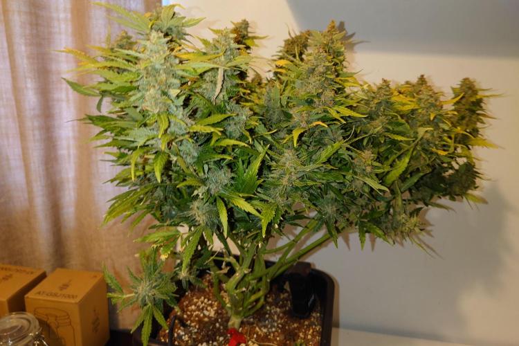 Grown in NarNia 2. Week 11