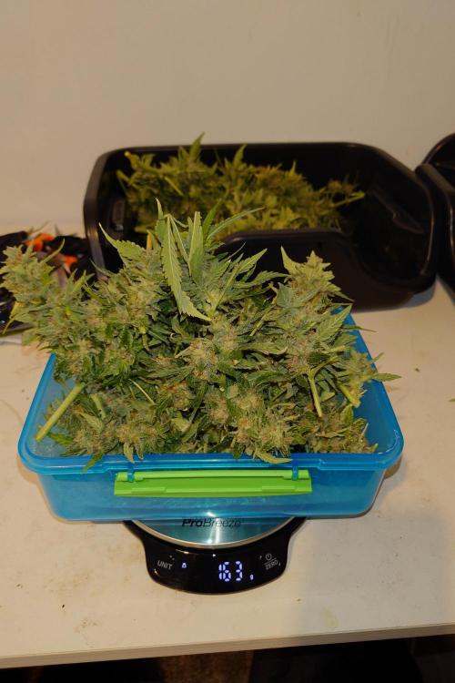Grown in NarNia 2. Week 11