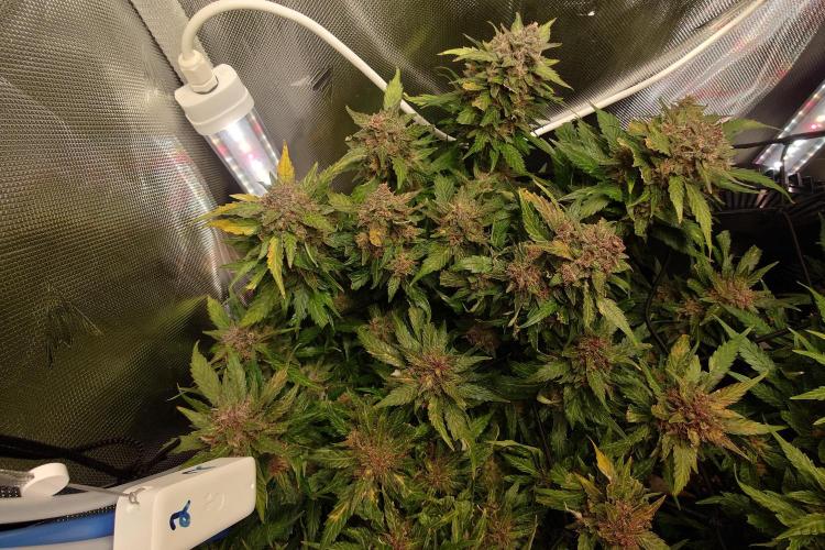 Grown in NarNia 2. Week 11