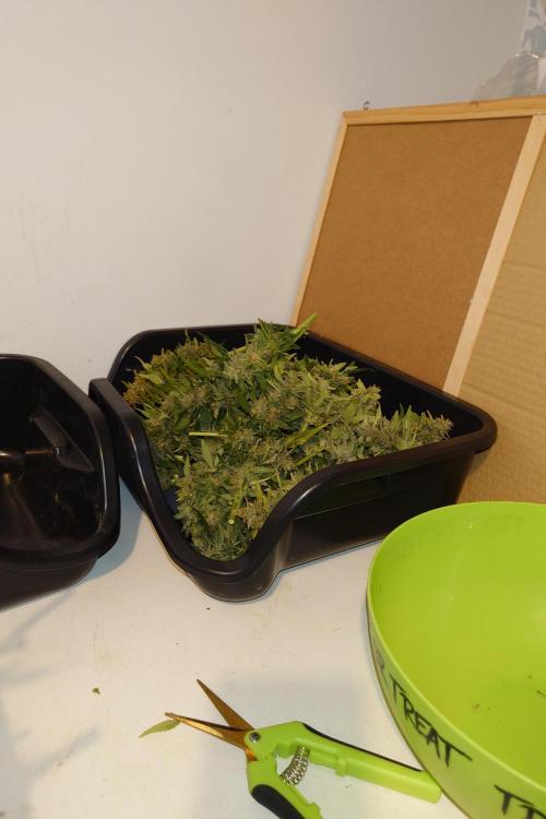 Grown in NarNia 2. Week 11