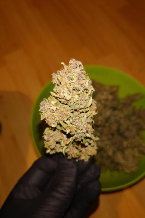 Grown in NarNia 2. Week 11