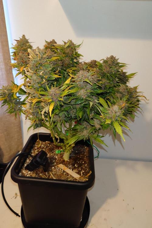 Grown in NarNia 2. Week 11