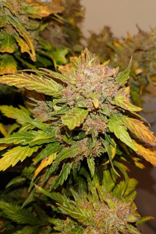 Grown in NarNia 2. Week 11
