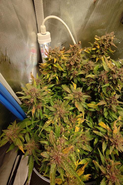 Grown in NarNia 2. Week 11