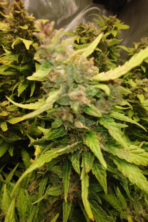 Grown in NarNia 2. Week 11