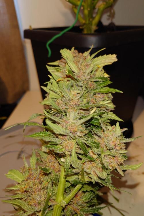 Grown in NarNia 2. Week 11