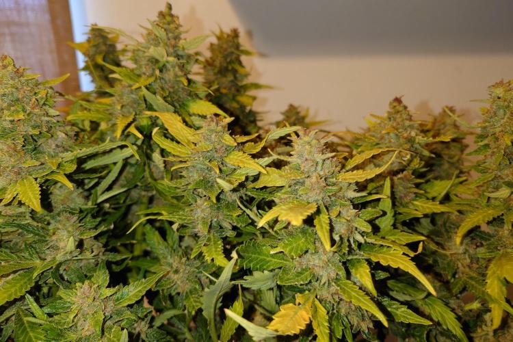 Grown in NarNia 2. Week 11