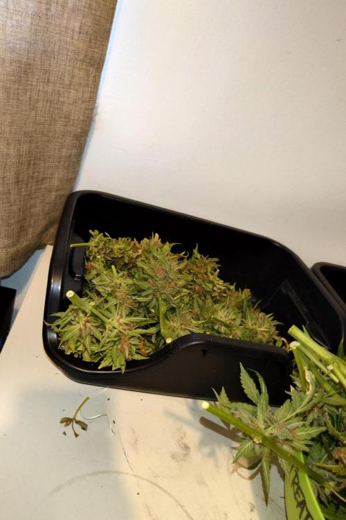 Grown in NarNia 2. Week 11