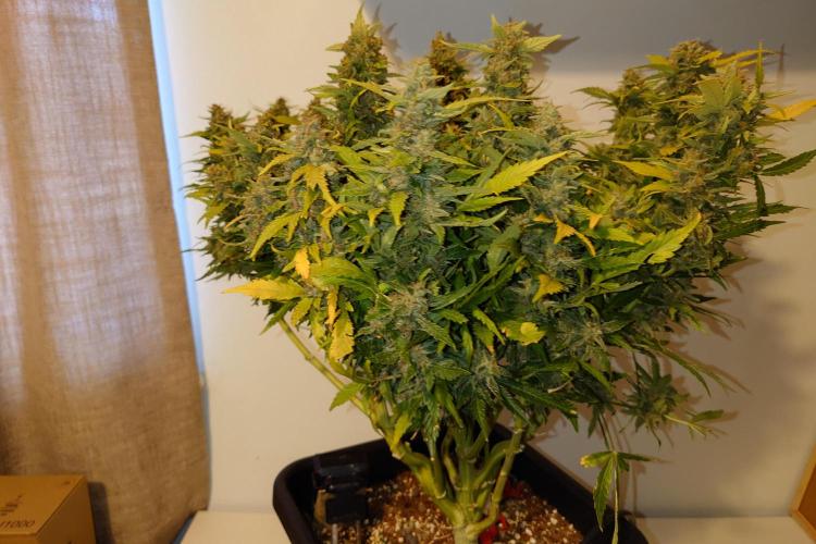 Grown in NarNia 2. Week 11