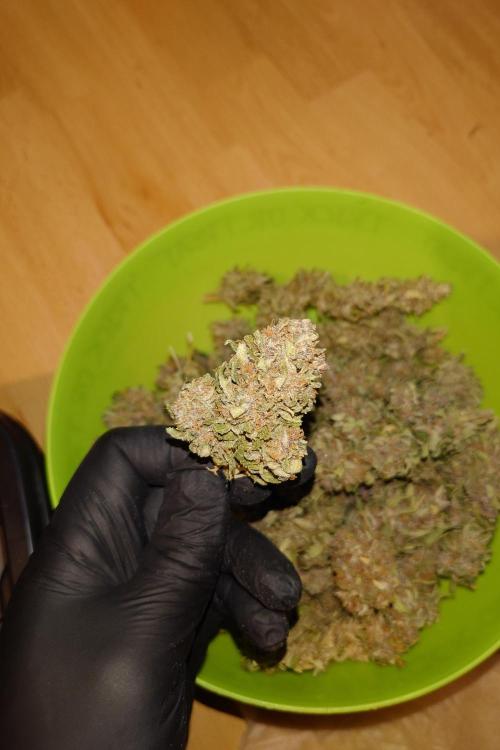 Grown in NarNia 2. Week 11