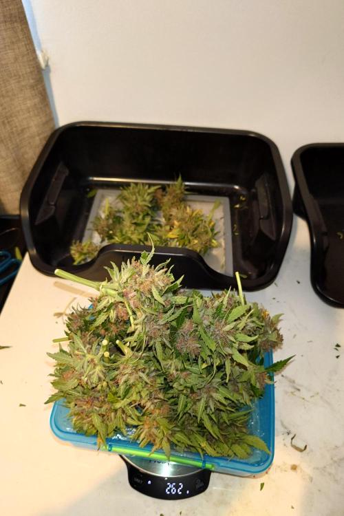 Grown in NarNia 2. Week 11