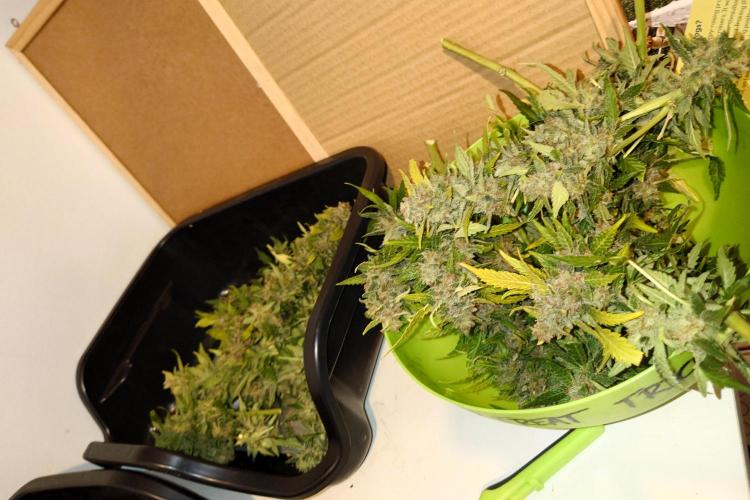Grown in NarNia 2. Week 11