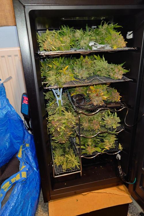 Grown in NarNia 2. Week 11