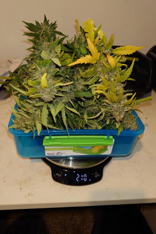 Grown in NarNia 2. Week 11